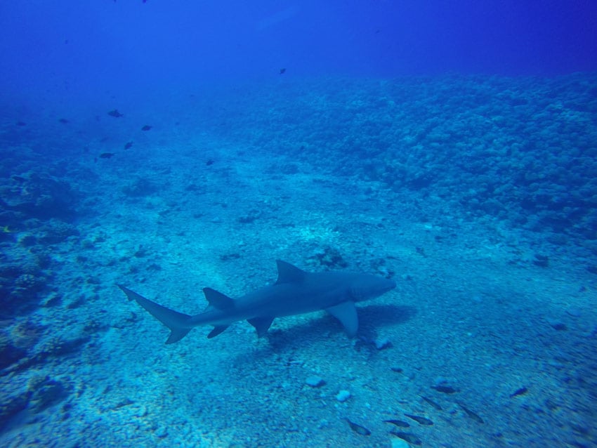 diving with sharks moorea french polynesia
