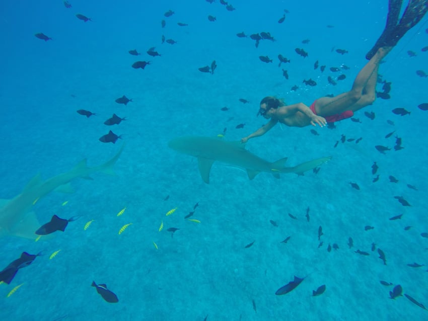 lagoon tour in bora bora french polynesia riding shark fin