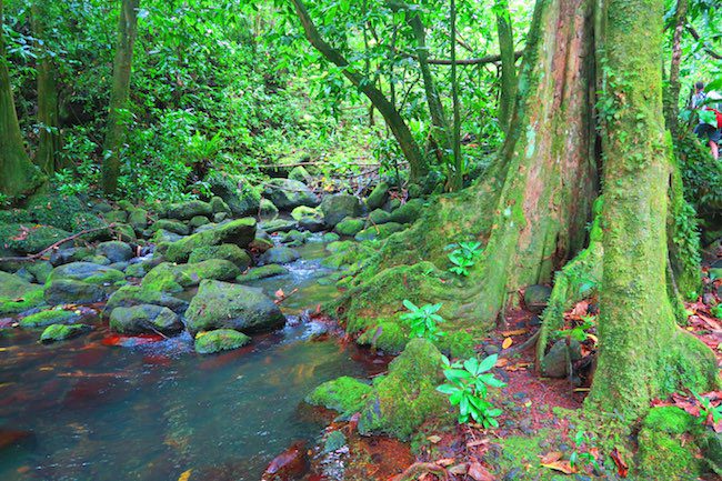 les trois cascades three waterfalls Hike Raiatea rainforest