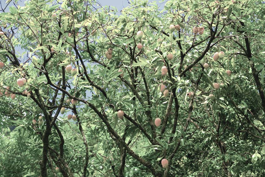 mango tree on hike to anaho bay Nuku Hiva French Polynesia