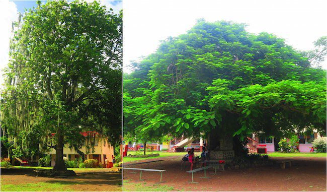 nice trees in atuona hiva oa