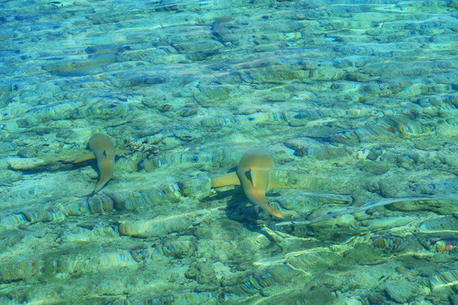 reef sharks rangiroa atoll french polynesia