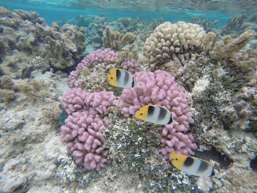 snorkeling in coral garden Maupiti French Polynesia