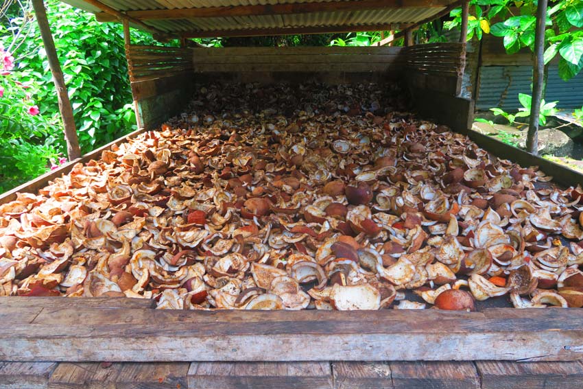 tahuata island day trip from hiva oa - marquesas island french polynesia - copra drying