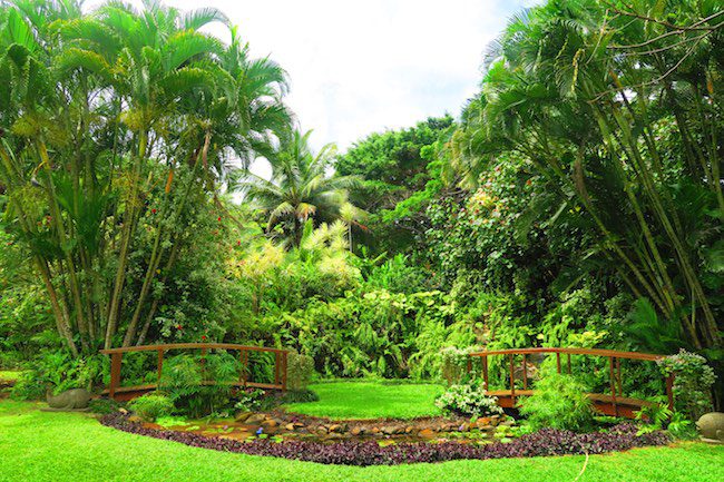 Maire Nui Botanical Gardens rarotonga cook islands