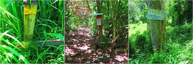 Mount Raemaru Track - trailer head Rarotonga cook islands