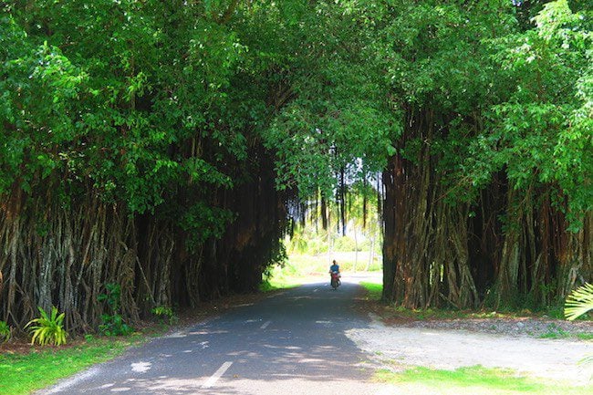 drive through banyan tree roadtrip aitutaki