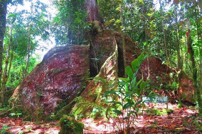 Ma Tree Walk Samoa giant tree roots