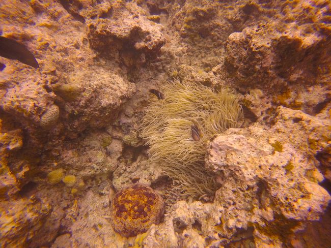 Clown-Fish-Tropical-Reef-Port-Havannah-Efate-Island-Vanuatu