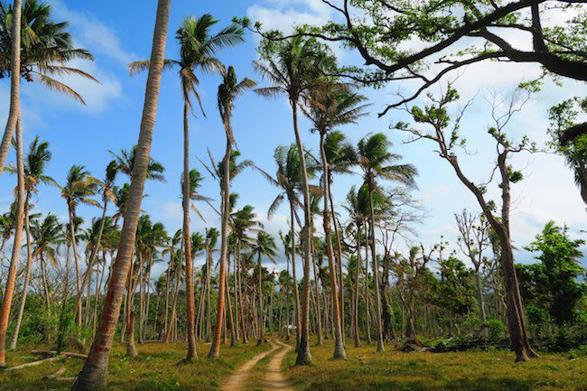 Coconut Plantations Efate Island Roadtrip Vanuatu