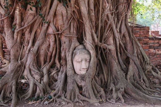 ayutthaya-thailand-buddha-head-stuck-in-tree