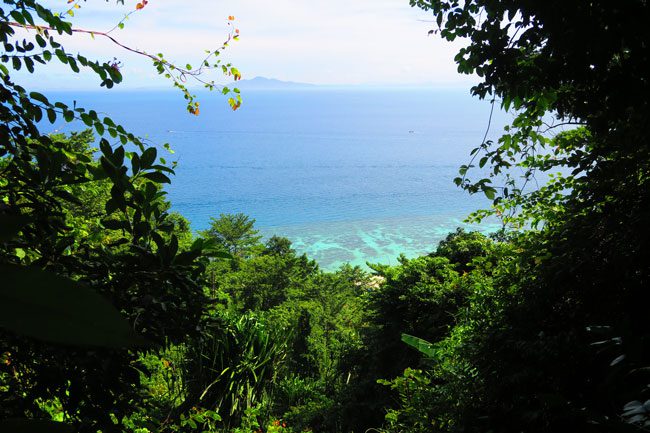 coral-reef-near-rantee-beach-ko-phi-phi