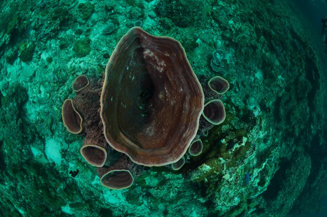 diving-ko-haa-in-thailand-big-coral