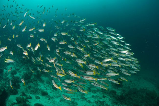 diving-ko-haa-in-thailand-school-of-fish