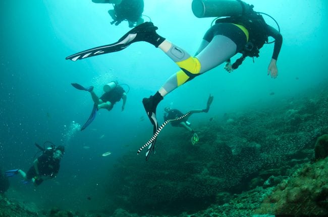 diving-ko-haa-in-thailand-sea-snake