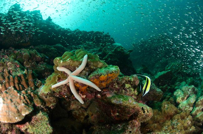 diving-ko-haa-in-thailand-starfish