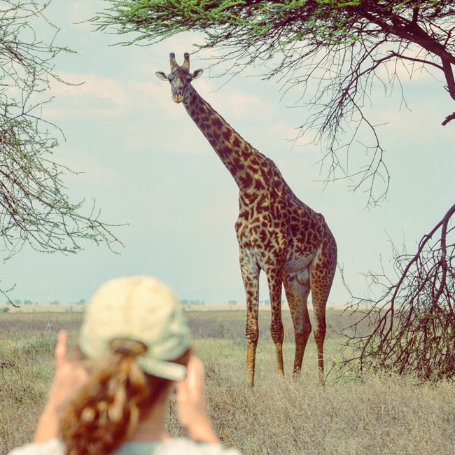 giraffe-in-serengeti