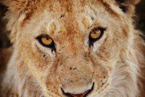 lion-in-serengeti