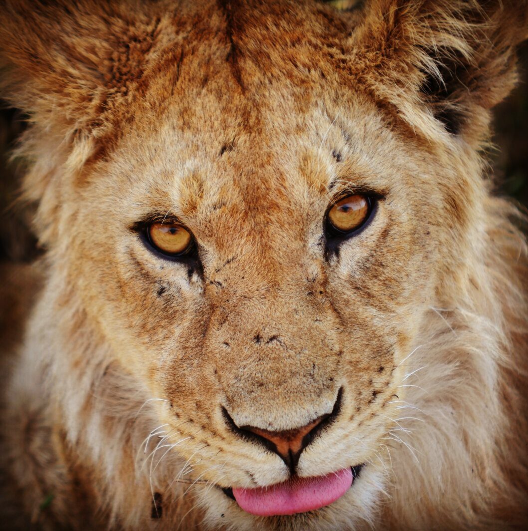 lion-in-serengeti