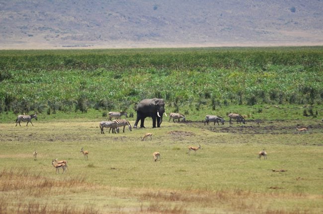 safari-in-ngorongoro-tanzania