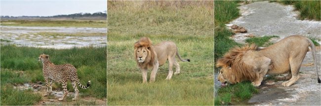 cheetah-lion-encounter-serengeti