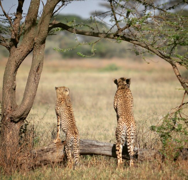 cheetas-in-serengeti