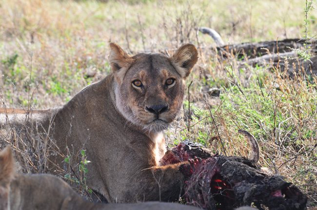 female-lion-in-ngorongoro