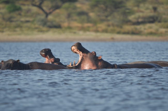 hippopotamuses-lake-maesk-tanzania