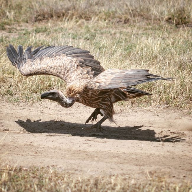 vultures-in-ngorongoro-crater