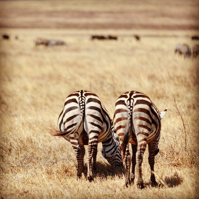 zebras-in-ngorongoro-crater