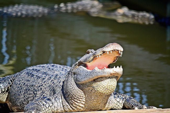 Gatorland Kissimmee