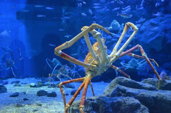 Osaka Aquarium