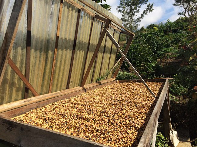 Drying coffee beans - Lilikoi Inn Kona Hawaii