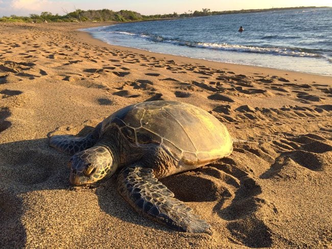 Green sea turtle - Kona Harbor Beach Big Island Hawaii