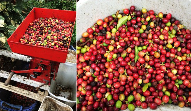 Kona Coffee - picked cherries at Lilikoi Inn Hawaii