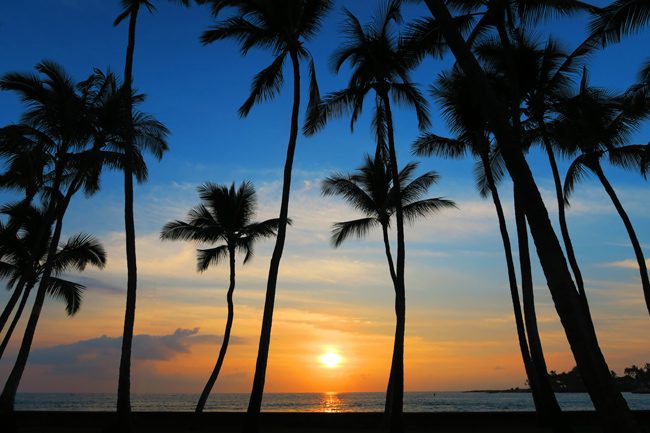 Kona Hawaii - Palm Trees sunset