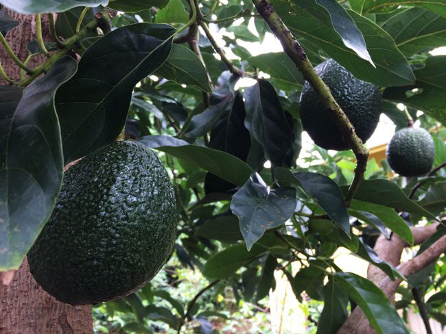 Lilikoi Inn Big Island Hawaii - Avocados