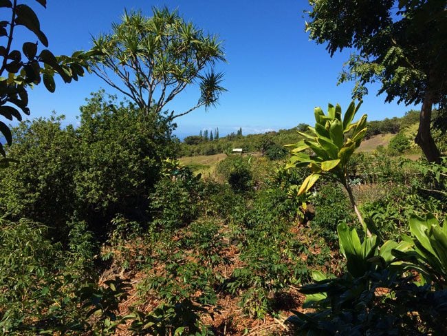 Lilikoi Inn Big Island Hawaii - coffee trees in Kona