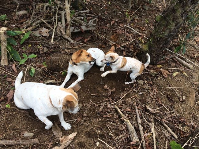 Lilikoi Inn Dogs Hawaii