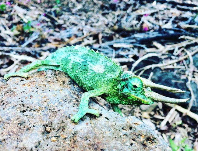 Lilikoi Inn Hawaii - chameleon