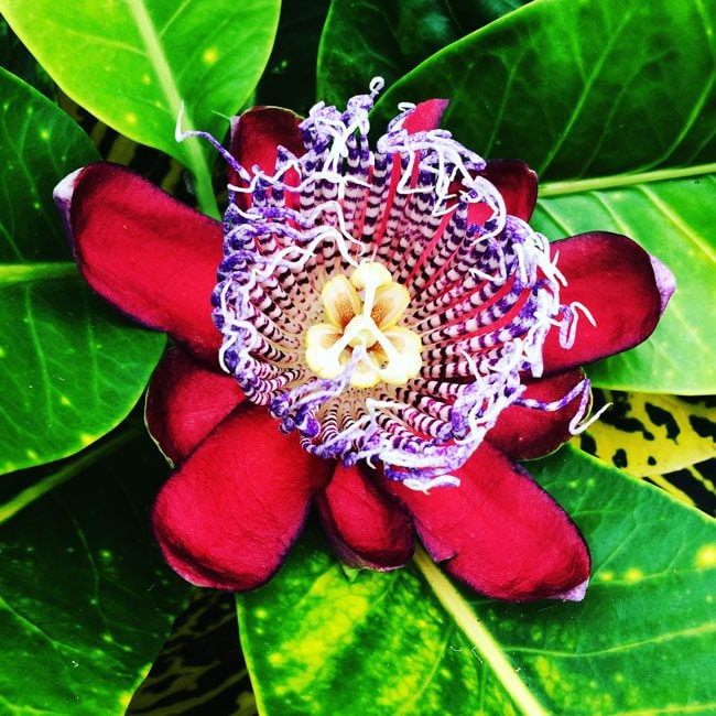 Passion Fruit Lilikoi Flower - Big Island Hawaii