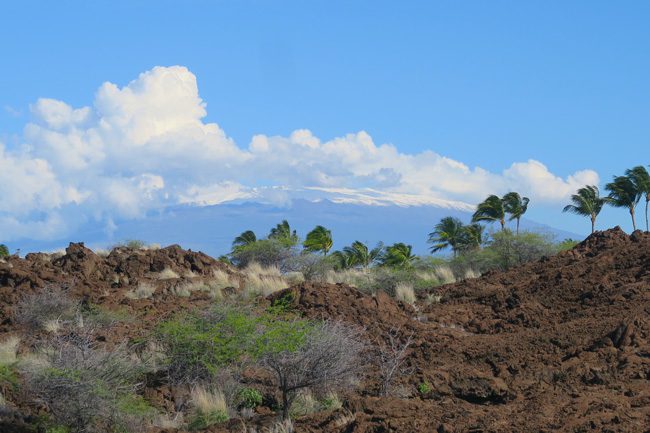 Palm-trees-and-Snow-capped-mountain-Big-Island-Hawaii