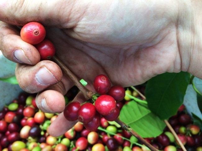 Picking ripe coffee - Lilikoi Inn Kona Hawaii