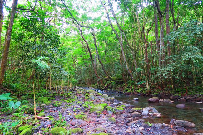 Waipio-Valley-Hike-to-Hi'ilawe-Falls-Big-Island-Hawaii