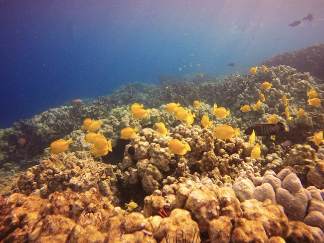 snorkeling - captain-cook-monument-Big-Island-Hawaii