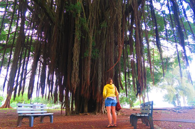 Giant banyan tree - Liliuokalani Gardens - Hilo Big Island Hawaii