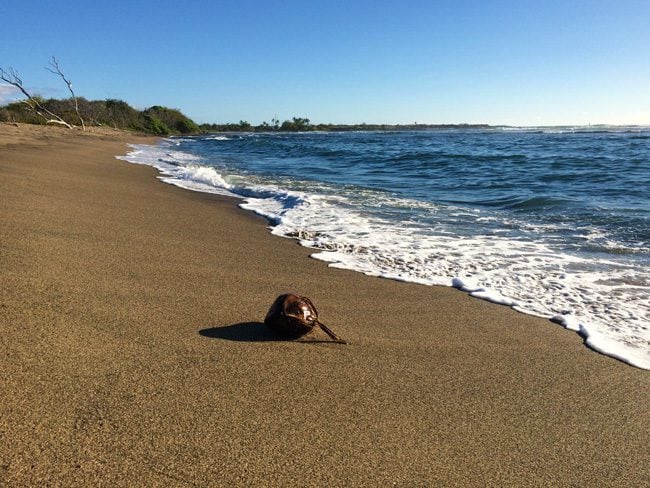 Kaloko-Honokohau sea turtle beach - Big Island awaii