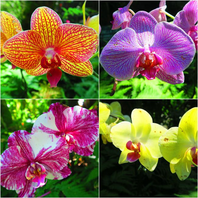 Orchids - Hawaii Tropical Botanical Gardens - Big Island