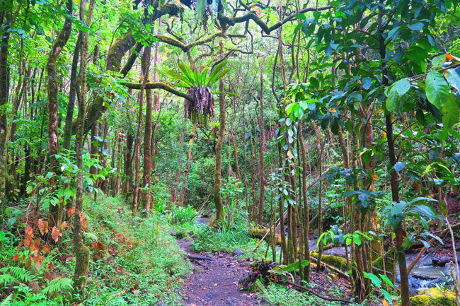 Pipiwai Trail Hike Rainforest - Road to Hana - Maui Hawaii