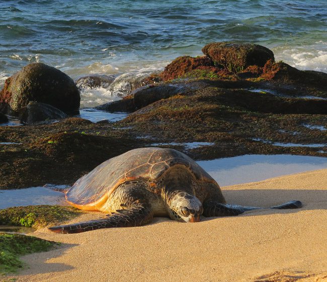 Sea Turtle in Ho’okipa Beach - Maui Hawaii